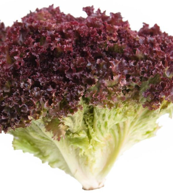 ALFACE LOLLO ROSSO MADEIRA