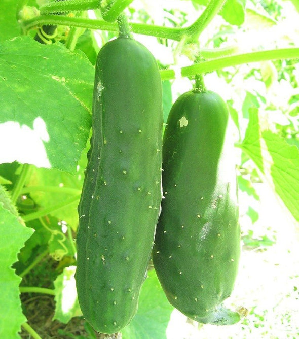 PEPINO MADEIRA