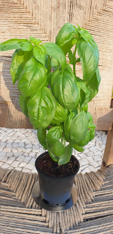 MANJERICÃO BIO EM VASO P/ PLANTAR