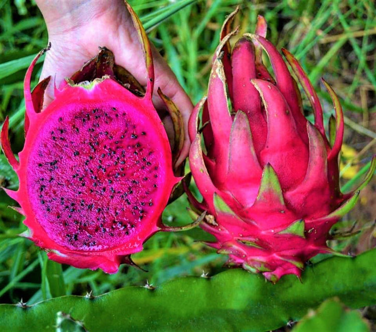 PITAYA VERMELHA