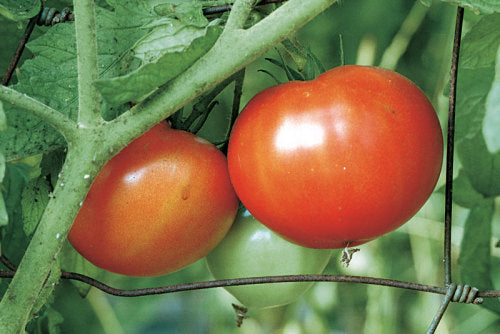 TOMATE MADEIRA