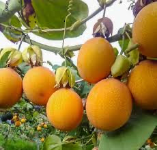 MARACUJÁ GRANADILLA DOCE