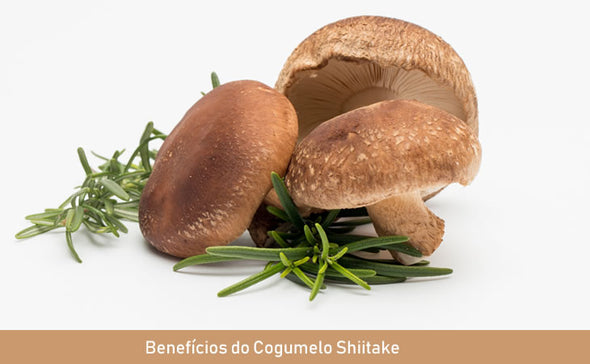 COGUMELO SHIITAKE
