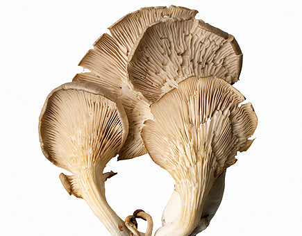 COGUMELO OSTRA SETA PLEUROTUS MADEIRA