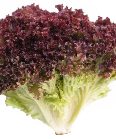 ALFACE LOLLO ROSSO MADEIRA