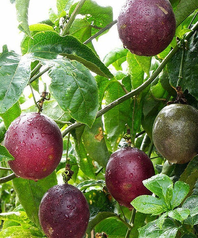 MARACUJÁ ROXO REGIONAL
