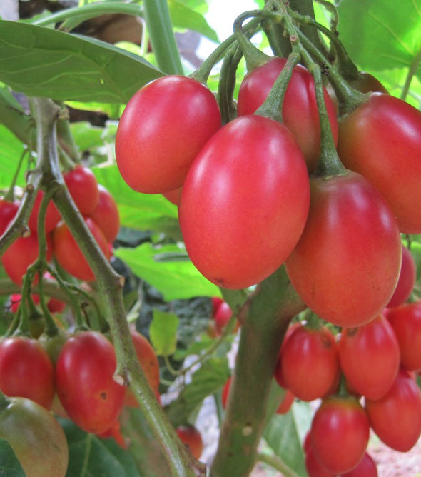 TAMARILHO/TOMATE INGLÊS