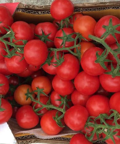 TOMATE CACHO MADEIRA