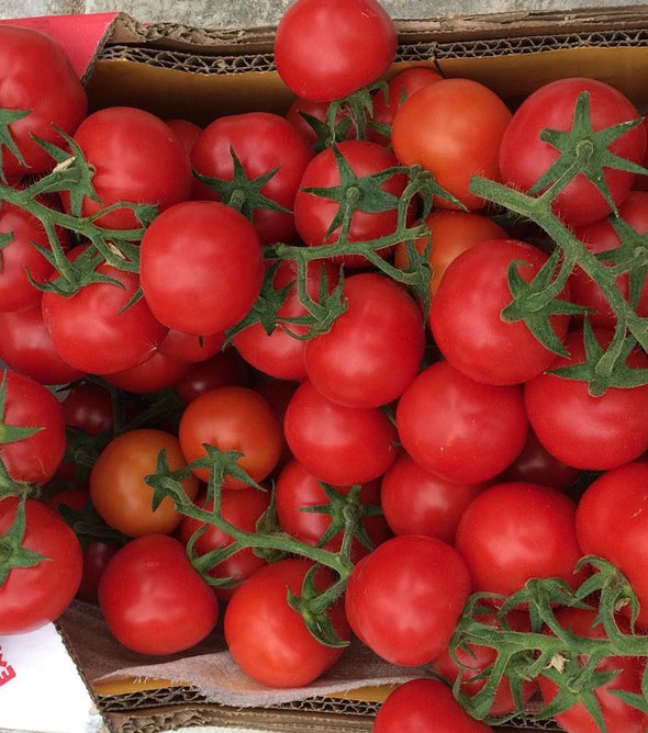 TOMATE CACHO MADEIRA