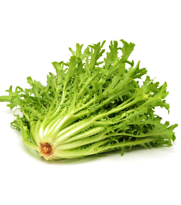 ALFACE CHICÓRIA MADEIRA