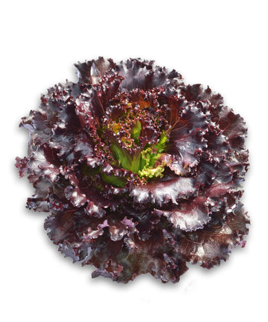 ALFACE CARVALHO MADEIRA