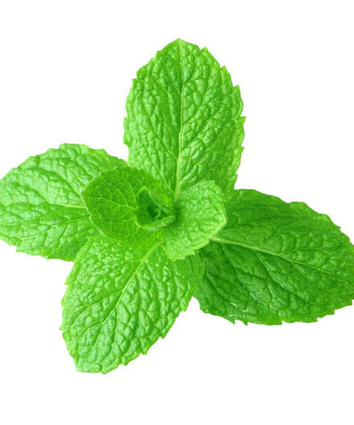 HORTELÃ BIO MADEIRA