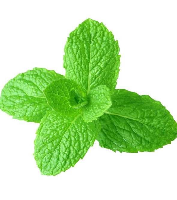 HORTELÃ BIO MADEIRA