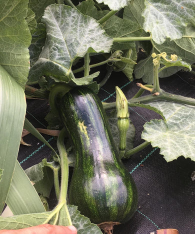 ABÓBORA TENRA VERDE MADEIRA