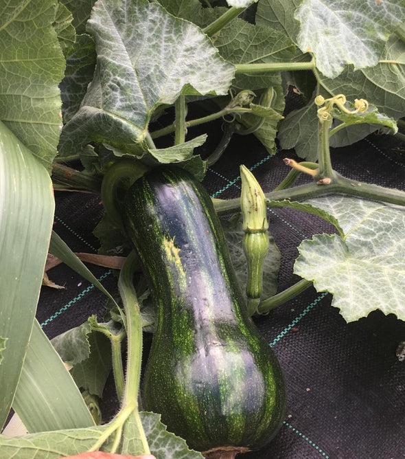 ABÓBORA TENRA VERDE MADEIRA