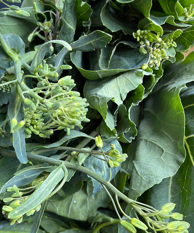 COUVE GRELOS / ESPIGOS MADEIRA *sujeito a disponibilidade