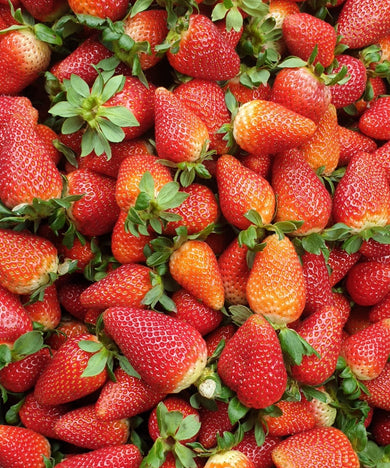 MORANGO MADEIRA *Sujeito a disponibilidade*