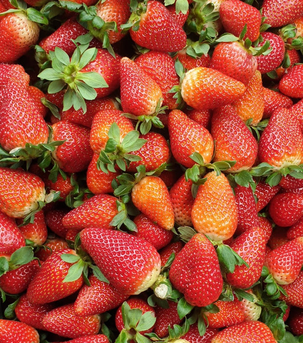 MORANGO MADEIRA *Sujeito a disponibilidade*