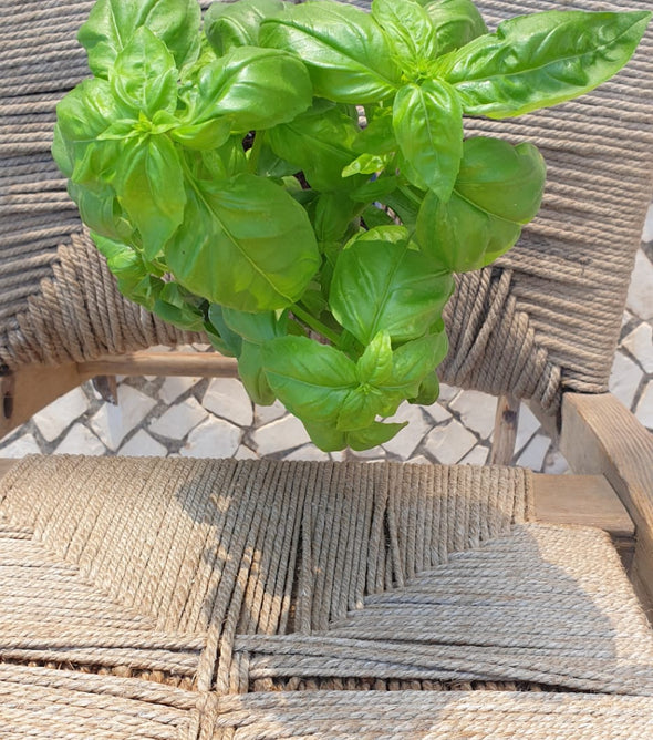 MANJERICÃO BIO EM VASO P/ PLANTAR