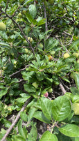 AMEIXA SÃO JOÃO MADEIRA *sujeito a disponibilidade*