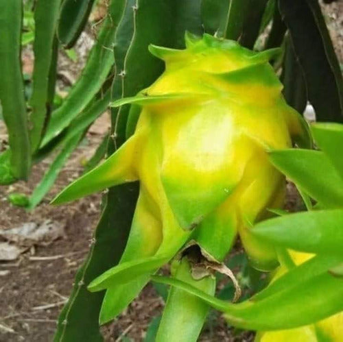 PITAYA AMARELA