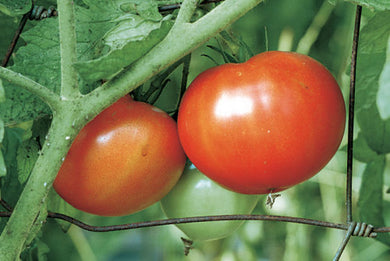 TOMATE MADEIRA