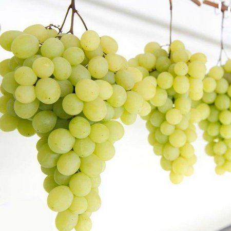 UVA BRANCA SEM GRAÍNHA